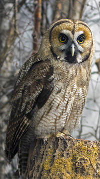Owl You Need (3)
