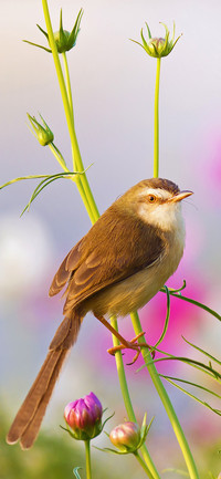 Bird green-PAIXIN