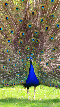 23 facts about animals 8
