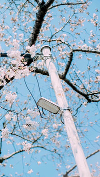 japan (4)