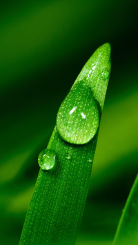 雨水落叶珠