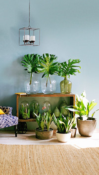 Lazy potted plant recommendation