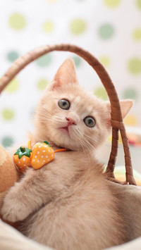 可爱萌宠小猫