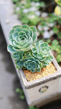 小清新多肉植物清新壁纸