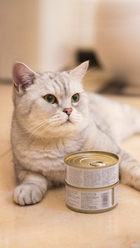 猫咪也会食欲不振