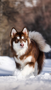 Do you have a dog at home