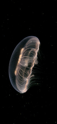 Color of jellyfish-PAIXIN