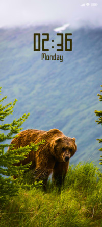 Grizzly Bear