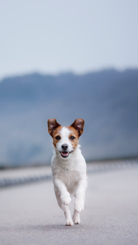 The dog jack russell is running along the road