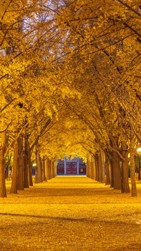 Autumn Silver Grove Avenue at the Temple of Earth