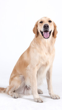 家庭伴侣犬金毛