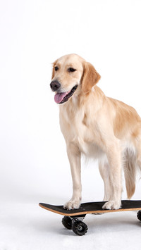 家庭伴侣犬金毛