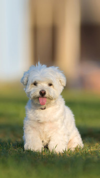 A little dog  on a green lawn outdoor