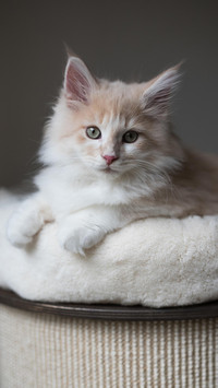 丰富猫咪的生活环境