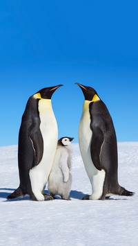 Smart Penguin 09