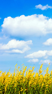 Colorful Flower Field