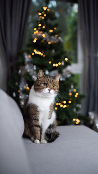 Is it normal for cats to shed tears frequently
