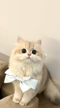 猫咪真的认主人吗