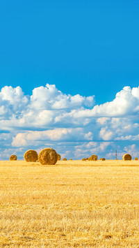 Harvested field with straw bales