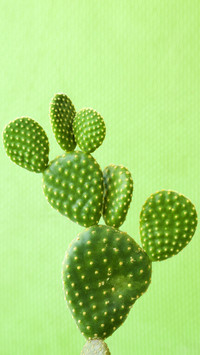 Cactus3