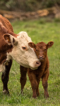 Cows and calves