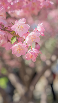 The weeping crabapple trees at yuyuantan