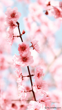 LovePik-plant (2)