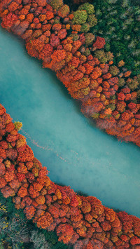 Metasequoia glyptostroboides forest in autumn