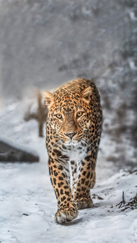 Northeast leopard surprises rural road