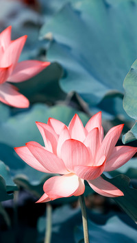 Lotus in summer