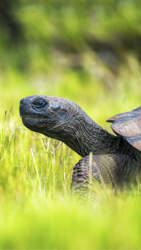 The worlds oldest animals 0
