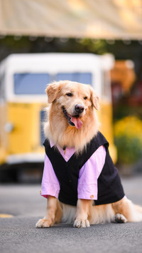 Is your dogs IQ high