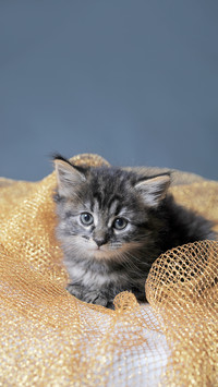 Adorable 5 week old Black silver tabby Maine Coon cat kitten