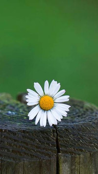 Blooming Flowers