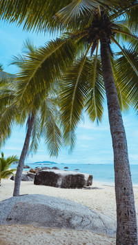 Coconut trees in sanya