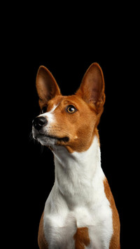 Dog246