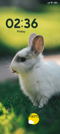 Baby Rabbit