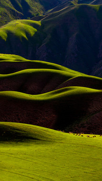 Grazing on Rolling Green Grassland in Xinjiang