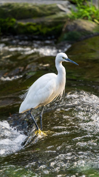 A coat of white feathers came riding on the waves