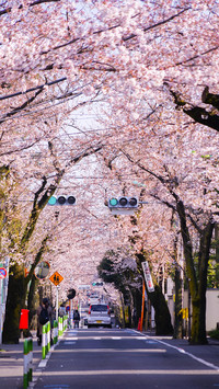 Cherry blossoms in splendor