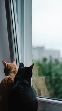Cute kittens watching birds from the windowsill