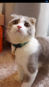 可爱猫咪