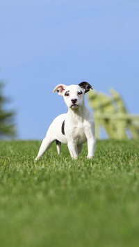 If a local dog sees a pet dog it 78