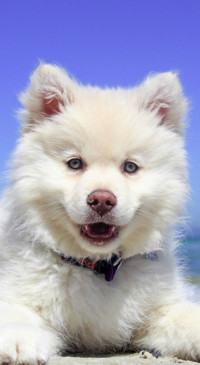 Cute Animals (18)