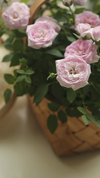 Recognizing flowers