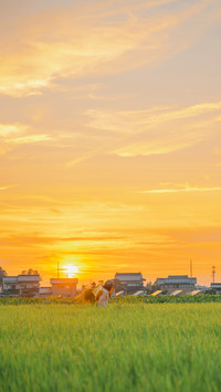 田野乡间的烂漫