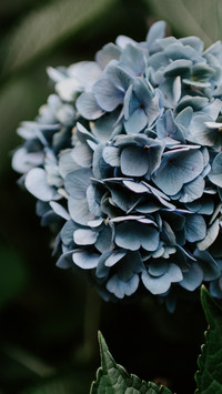 international_plant (4)