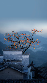 “柿”与愿违
