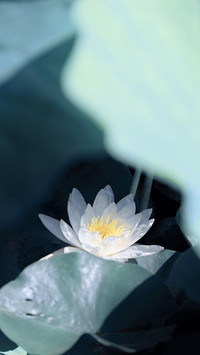 盛夏之莲