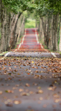 Roads &amp; Pathways (12)